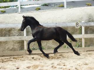 Ogierek ogier Fryzyjski Fenix KFPS ks główna