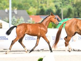 Ogierek Hanowerski (Dolce Amaro PS x Don Luxury)