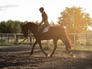 Utalentowany wałach dla juniora – Starty do 120 cm