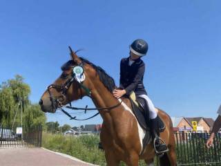 9-letnia klacz