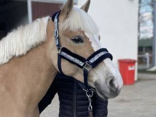 13-letnia klacz rasy Haflinger