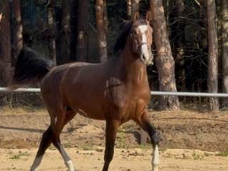 Cztery skarpety - Bellissimo M / Lord