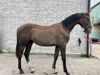 Ogier po Caroly