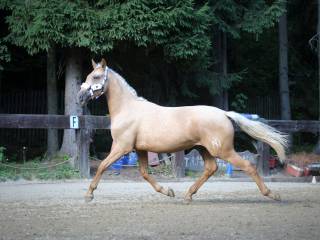 Klacz palomino po Opoque old dressage palomino filly