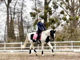 Przyjmę konie w trening