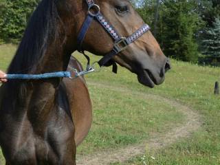 klacz SP po Condor old