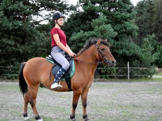 Koń mały , kuc wałach, 3 lata