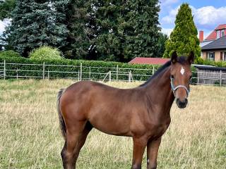 Ogierek Hanowerski (Esmeraldo x Skyliner x Contendro I)