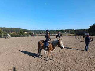 Klacz HAFLINGER