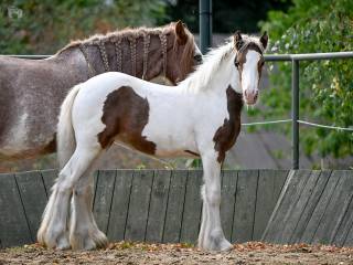 Urodziwa duża klaczka Gypsy Cob / Vanner (nie tinker)