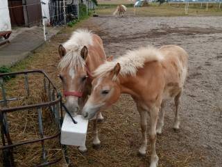 Haflinger klacz ogier źrebak