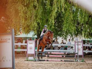 Royal/ Diamant de Semily/ Grand de la Cour