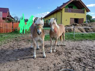 Haflinger ogierki