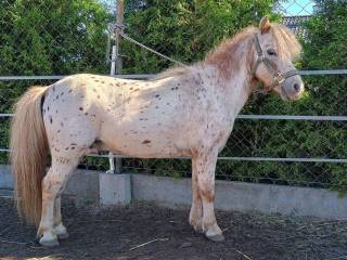 Kuc appaloosa 88cm, 79 pkt licencja PZHK księga wstępna