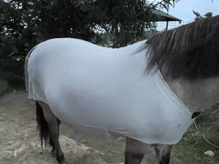 Derka egzemowa 125