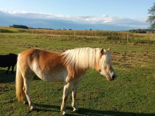 Klacz haflinger 2,5 roku