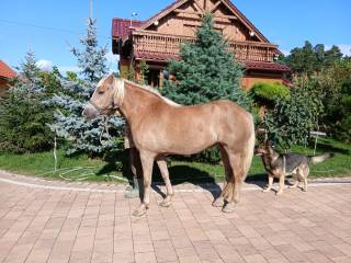 Klacz haflinger 5 lat