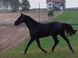 Sprzedam urodziwego ogiera 5 letniego
