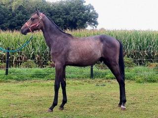 Roczny ogierek Nairobi de Muze x Viscount