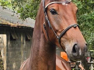 4 letni oldenburski wałach po All Star 5 ( 2x4 na Argentinusa)