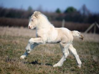 Hodowla koni rasy Traditional Gypsy Cob&Irish Cob