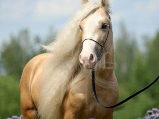 Hodowla koni rasy Traditional Gypsy Cob&Irish Cob