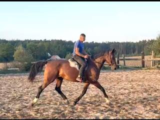Rodowód skokowy - Quality time / Palegro