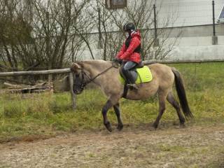 Klacz konik polski 9lat księga główna  133cm zamienie