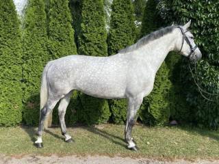 5 letnia sp
