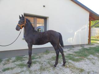 Sprzedam ogierka