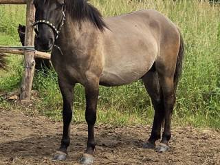 Konik polski wałach