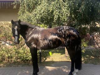 NOWA CENA!!! Skokowa klacz KWPN (Arthos R x Emilion)