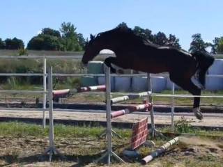 OGIER ZANGERSHEIDE  BALOU DU ROUET  KANNAN
