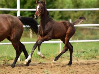 ogierek Chad Blue PS oldenburski  Chacco Blue x Casall