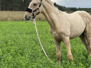 Ogierek izabelowaty po Bandosie