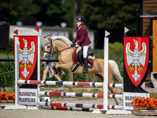 Urodziwy wałach Bellissimo W