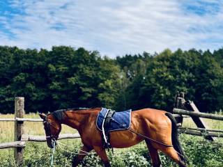 Klacz PKS Legrette Ak