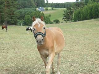 Sprzedam PILNIE klacz HAFLINGER