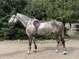 CALIXTUS