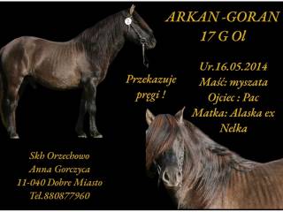 Stanówka huculskim ogierem Arkan-Goran