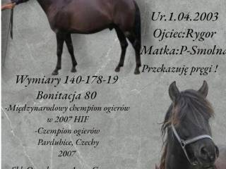 Stanówka huculskim ogierem Pac