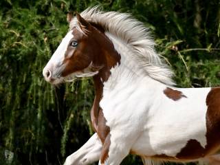 Zjawiskowy duży ogierek Gypsy Cob / Vanner (nie tinker)