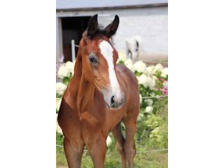 Ogierek po Chacfly, wnuk Walnut de muze