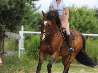 Trening koni