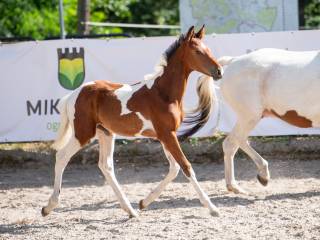Unikalny srokaty ogierek oldenburski po ZINEDREAM (Zinedine x Contender) x Jaśnie Pani (Sex x Emeryt)
