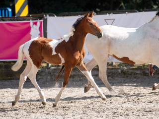 Raty! Unikalny srokaty ogierek oldenburski po ZINEDREAM (Zinedine x Contender) x Jaśnie Pani (Sex x Emeryt)