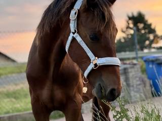 Raty! Ogierek oldenburski z premią prämienfohlen Ebano (Escamillo x Fiorano) x Jaśnie Pani (Sex x Emeryt)