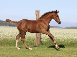 Klaczka  Epleaser van't Heike x Hickstead White z 2025 roku