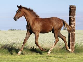 Klaczka  Epleaser van't Heike x Hickstead White z 2025 roku