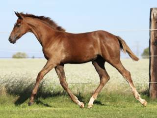 Klaczka  Epleaser van't Heike x Hickstead White z 2025 roku